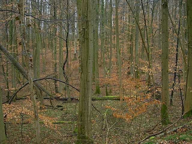 La valle dei funghi sconosciuti